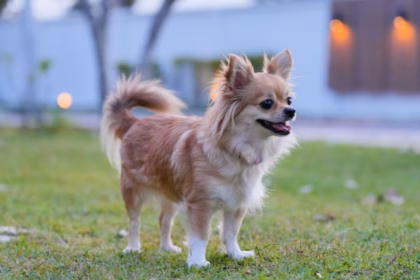 10 nomes para cachorros inspirados em personagens históricos 10 nomes para cachorros inspirados em personagens históricos