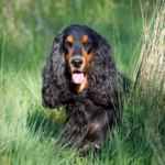 7 raças de cachorro com orelhas grandes 