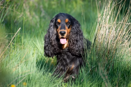 7 raças de cachorro com orelhas grandes  7 raças de cachorro com orelhas grandes
