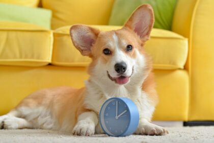 8 motivos para manter a rotina de cães e gatos  8 motivos para manter a rotina de cães e gatos
