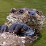 10 curiosidades interessantes sobre as lontras 