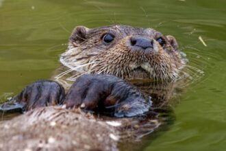 10 curiosidades interessantes sobre as lontras 