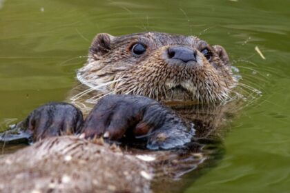 10 curiosidades interessantes sobre as lontras  10 curiosidades interessantes sobre as lontras