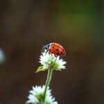 7 curiosidades incríveis sobre as joaninhas 