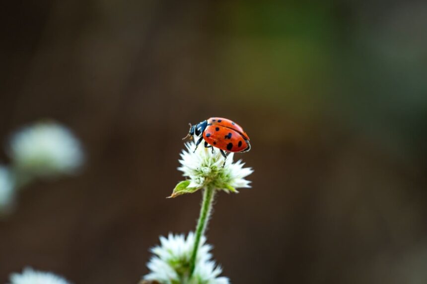 7 curiosidades incríveis sobre as joaninhas 7 curiosidades incríveis sobre as joaninhas