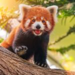 8 curiosidades incríveis sobre os pandas-vermelhos 8 curiosidades incríveis sobre os pandas-vermelhos