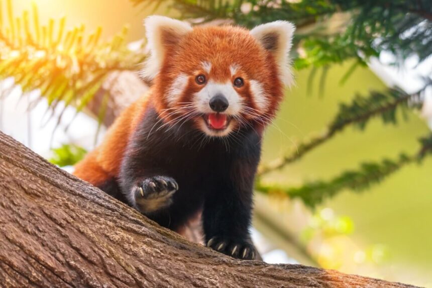 8 curiosidades incríveis sobre os pandas-vermelhos 8 curiosidades incríveis sobre os pandas-vermelhos