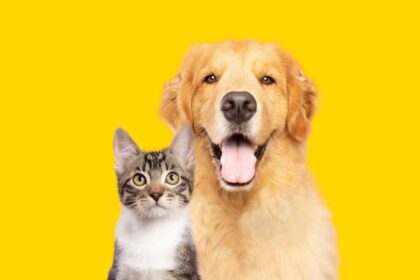 Saiba como identificar e prevenir doenças renais em animais Saiba como identificar e prevenir doenças renais em animais