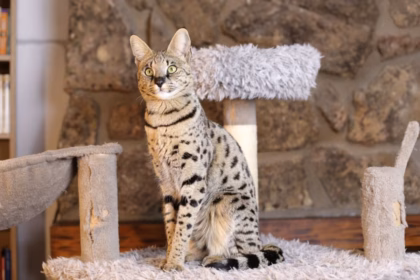 7 raças de gato mais enérgicas  7 raças de gato mais enérgicas