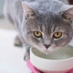 6 cuidados para adotar quando o gato vomita