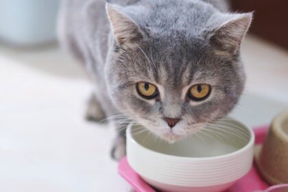 6 cuidados para adotar quando o gato vomita 6 cuidados para adotar quando o gato vomita