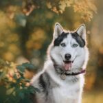 12 nomes fortes para cachorro 12 nomes fortes para cachorro