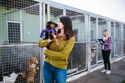7 meios de adotar um animal de estimação 7 meios de adotar um animal de estimação