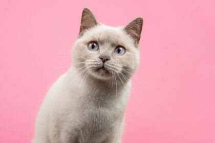 14 nomes para gatos inspirados na cultura geek  14 nomes para gatos inspirados na cultura geek