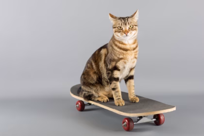 12 nomes de atletas para gatos 12 nomes de atletas para gatos