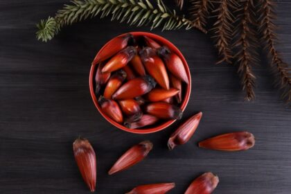 5 benefícios do pinhão para a saúde 5 benefícios do pinhão para a saúde