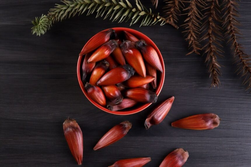 5 benefícios do pinhão para a saúde 5 benefícios do pinhão para a saúde