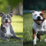 9 diferenças entre as raças pitbull e american staffordshire terrier