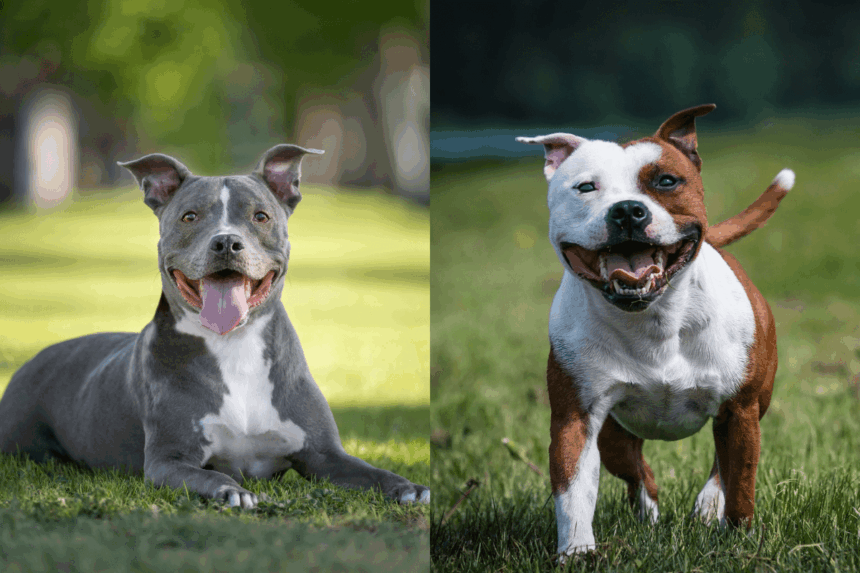 9 diferenças entre as raças pitbull e american staffordshire terrier 9 diferenças entre as raças pitbull e american staffordshire terrier