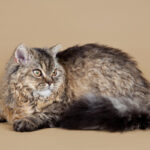4 características do gato da raça selkirk rex 
