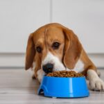 Veja como trocar a comida do animal de forma segura