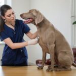 10 causas para o tremor em cachorros