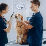 3 passos para cuidar da saúde dos olhos de cães e gatos