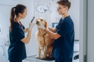 3 passos para cuidar da saúde dos olhos de cães e gatos