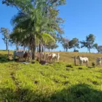 Polícia Civil apreende 27 cabeças de gado e arma irregular durante operação contra estelionato em Formoso – Policia Civil do Estado de Goiás