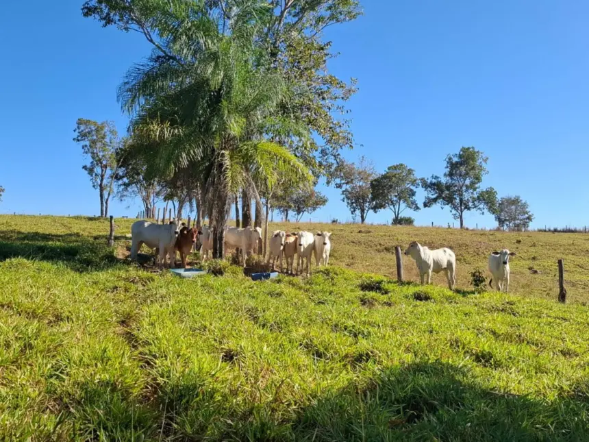 Polícia Civil apreende 27 cabeças de gado e arma irregular durante operação contra estelionato em Formoso – Policia Civil do Estado de Goiás