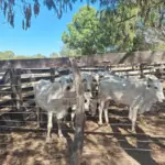 Em operação integrada, PCGO e PMGO prendem autor de furto e recupera gado em São Miguel do Araguaia – Policia Civil do Estado de Goiás Em operação integrada, PCGO e PMGO prendem autor de furto e recupera gado em São Miguel do Araguaia – Policia Civil do Estado de Goiás