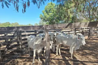 Em operação integrada, PCGO e PMGO prendem autor de furto e recupera gado em São Miguel do Araguaia – Policia Civil do Estado de Goiás