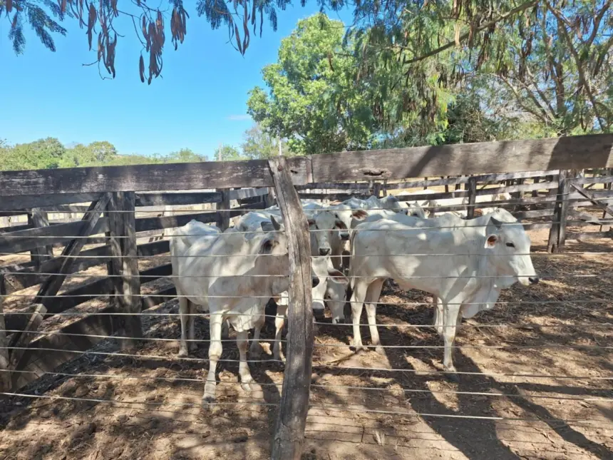 Em operação integrada, PCGO e PMGO prendem autor de furto e recupera gado em São Miguel do Araguaia – Policia Civil do Estado de Goiás Em operação integrada, PCGO e PMGO prendem autor de furto e recupera gado em São Miguel do Araguaia – Policia Civil do Estado de Goiás