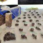 PCGO prende homem em flagrante por tráfico de drogas e apreende “super maconha” em Minaçu – Policia Civil do Estado de Goiás