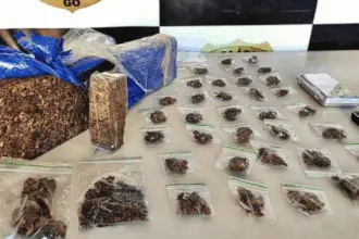 PCGO prende homem em flagrante por tráfico de drogas e apreende “super maconha” em Minaçu – Policia Civil do Estado de Goiás