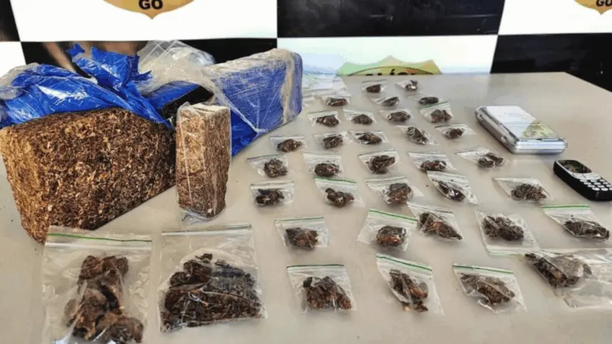 PCGO prende homem em flagrante por tráfico de drogas e apreende “super maconha” em Minaçu – Policia Civil do Estado de Goiás PCGO prende homem em flagrante por tráfico de drogas e apreende “super maconha” em Minaçu – Policia Civil do Estado de Goiás