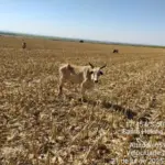 Polícia Civil investiga maus-tratos contra mais de 200 cabeças de gado em fazenda de Santa Helena de Goiás – Policia Civil do Estado de Goiás Polícia Civil investiga maus-tratos contra mais de 200 cabeças de gado em fazenda de Santa Helena de Goiás – Policia Civil do Estado de Goiás
