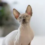6 raças de gato sem pelo