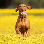 7 raças de cachorro ideais para quem pratica corrida