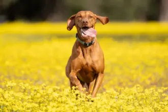 7 raças de cachorro ideais para quem pratica corrida