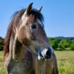 8 animais com o olfato poderoso  8 animais com o olfato poderoso