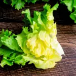 5 benefícios da escarola para a saúde 5 benefícios da escarola para a saúde