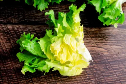 5 benefícios da escarola para a saúde 5 benefícios da escarola para a saúde