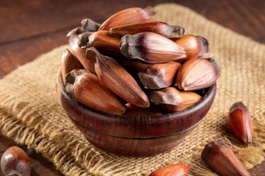 5 benefícios do pinhão para a saúde e como consumi-lo 5 benefícios do pinhão para a saúde e como consumi-lo