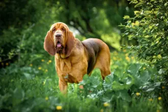 4 características do cachorro da raça bloodhound