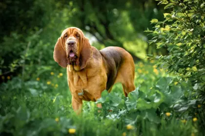 4 características do cachorro da raça bloodhound 4 características do cachorro da raça bloodhound