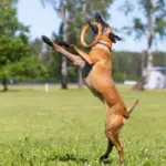 7 raças de cachorro com bastante energia 