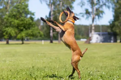 7 raças de cachorro com bastante energia  7 raças de cachorro com bastante energia