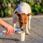 10 dicas para ajudar animais de rua 