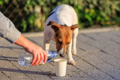 10 dicas para ajudar animais de rua  10 dicas para ajudar animais de rua